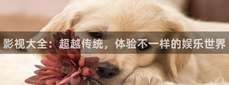 神马影院手机高清在线